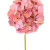 Hortensia Rosada 50cm