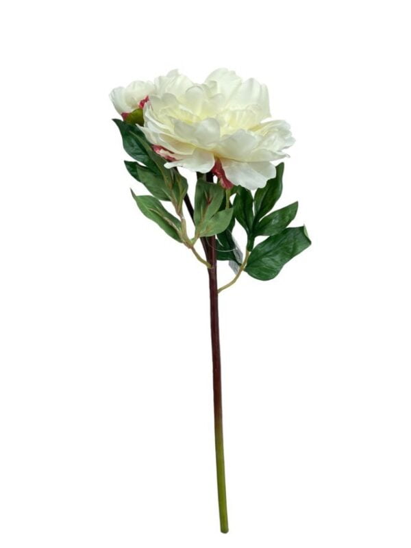 Peonía Blanca Con Botón