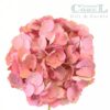 Hortensia Rosada 50cm