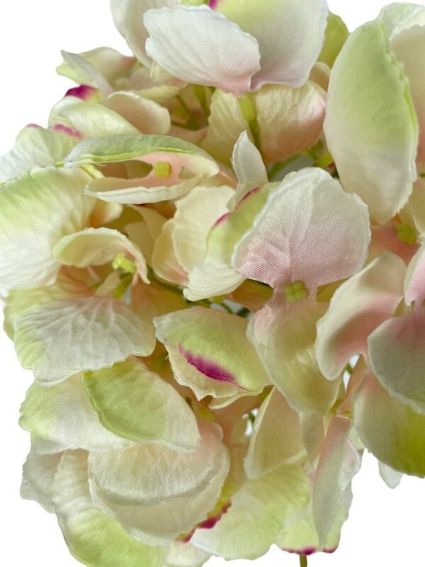 hortensia rosa clara