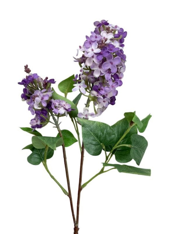 Lila Morada Clara 85cm