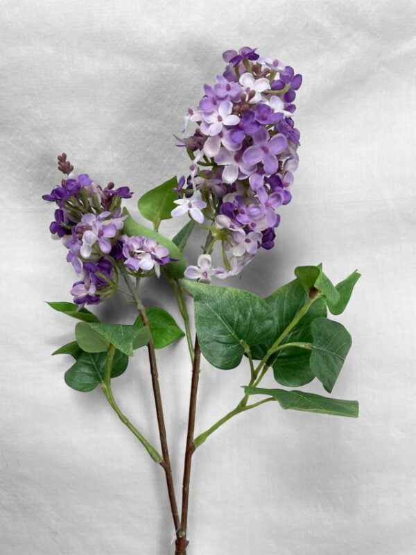 Lila Morada Clara 85cm