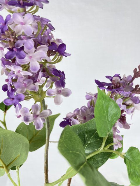 Lila Morada Clara 85cm