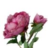 Peonía Rosa Oscuro Con Botón 54cm