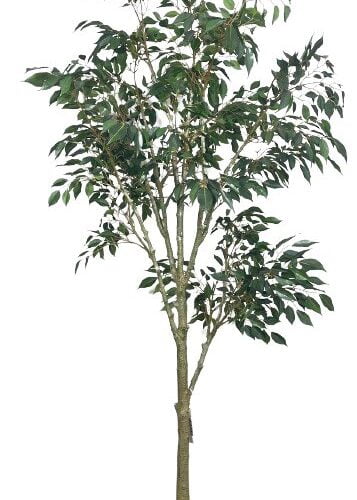 Árbol Ficus Hoja Chica 168cm