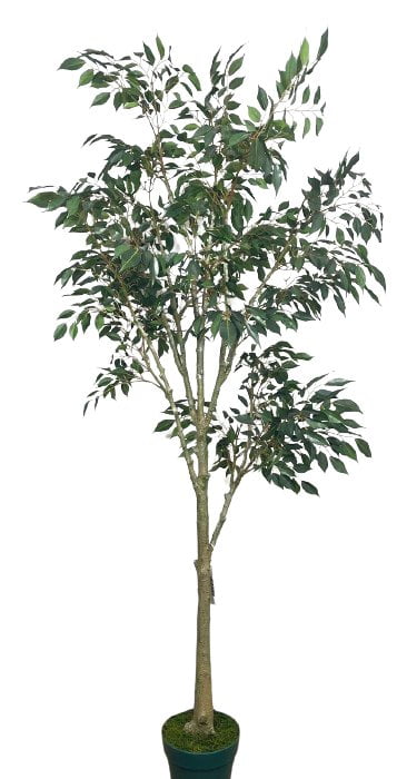 Árbol Ficus Hoja Chica 168cm