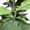 Árbol Fidel o Ficus Lyrata 150cm
