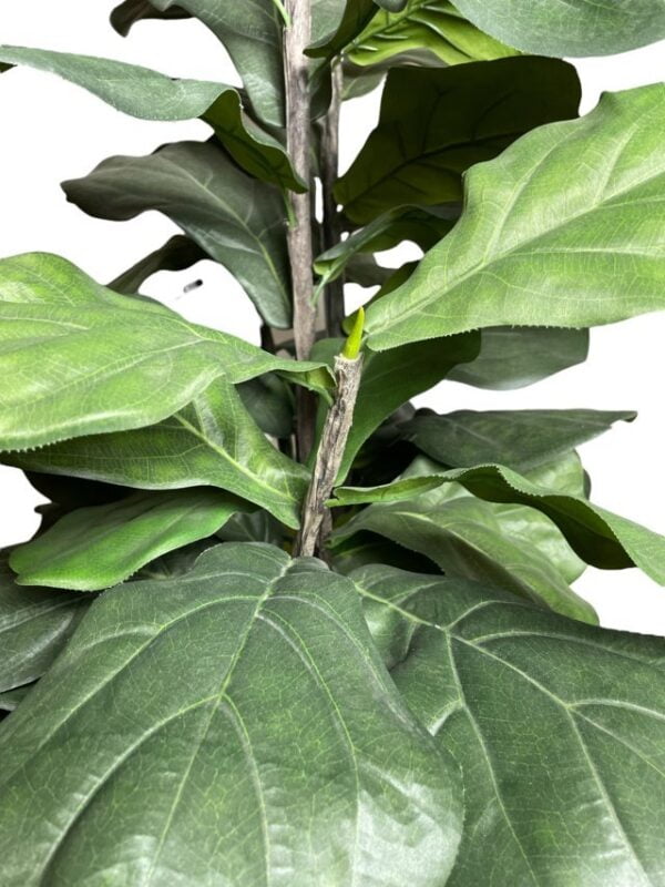 Árbol Fidel o Ficus Lyrata 150cm