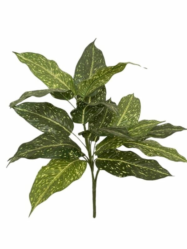 Rama Acuba 55cm