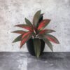 Planta Cordyline 56cm
