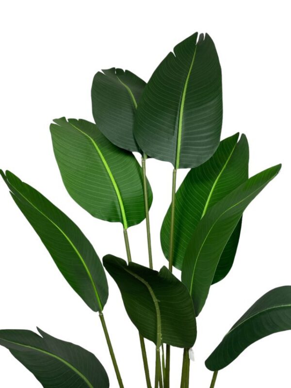 Palmera Strelitzia O Ave del Paraíso 160cm