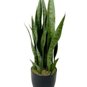 Sansevieria o Lengua de Suegra 60cm