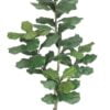 Árbol Fidel o Ficus Lyrata 150cm