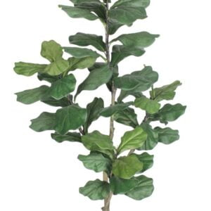 Árbol Fidel o Ficus Lyrata 150cm