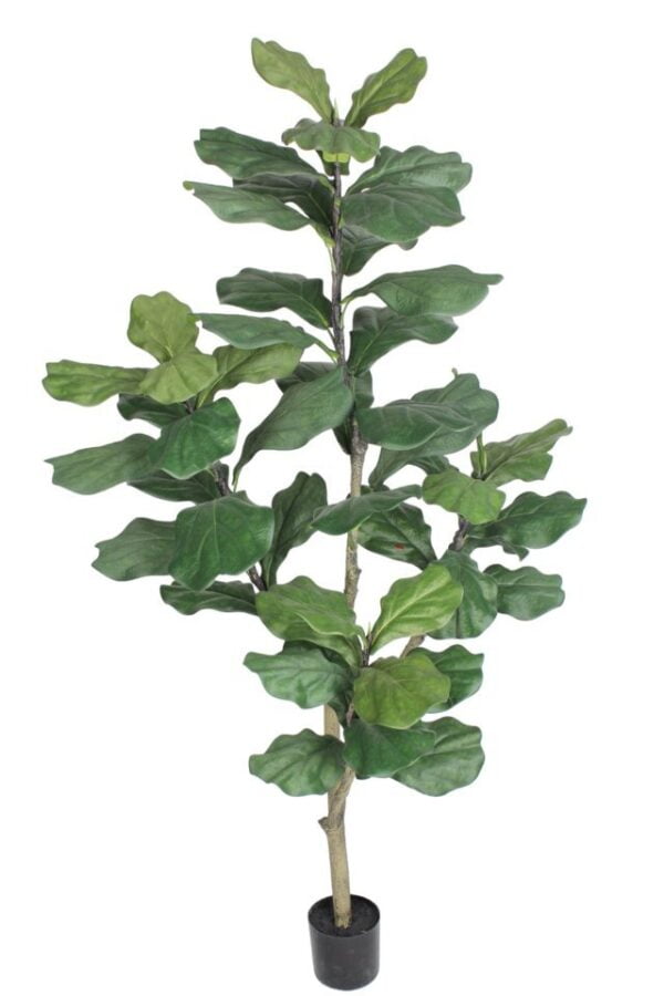 Árbol Fidel o Ficus Lyrata 150cm