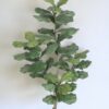 Árbol Fidel o Ficus Lyrata 150cm