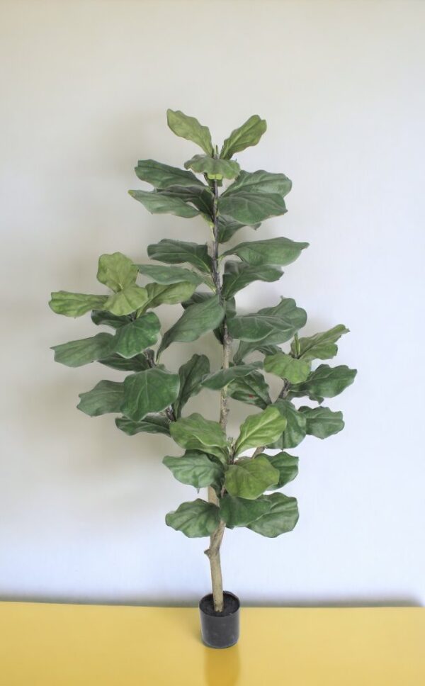 Árbol Fidel o Ficus Lyrata 150cm