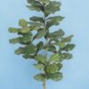 Árbol Fidel o Ficus Lyrata 150cm
