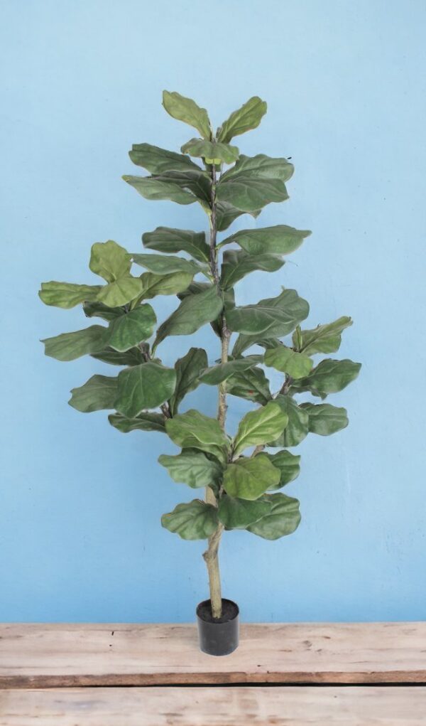 Árbol Fidel o Ficus Lyrata 150cm