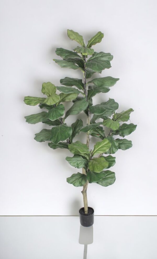 Árbol Fidel o Ficus Lyrata 150cm