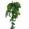 Hiedra Spathipylium 50cm