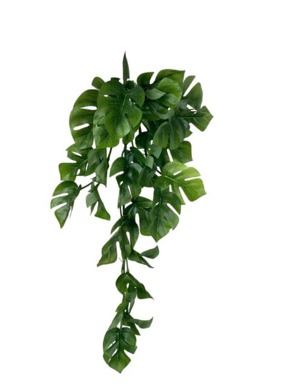 Hiedra Spathipylium 50cm
