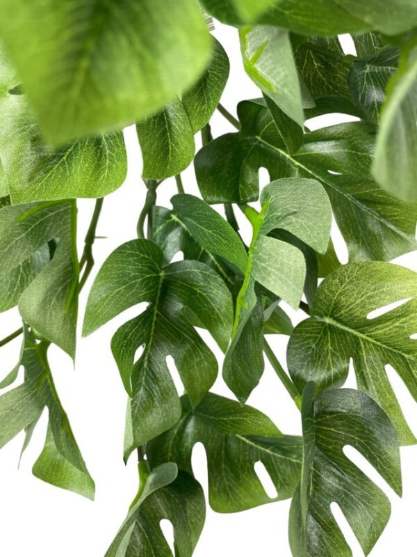 Hiedra Spathipylium 50cm