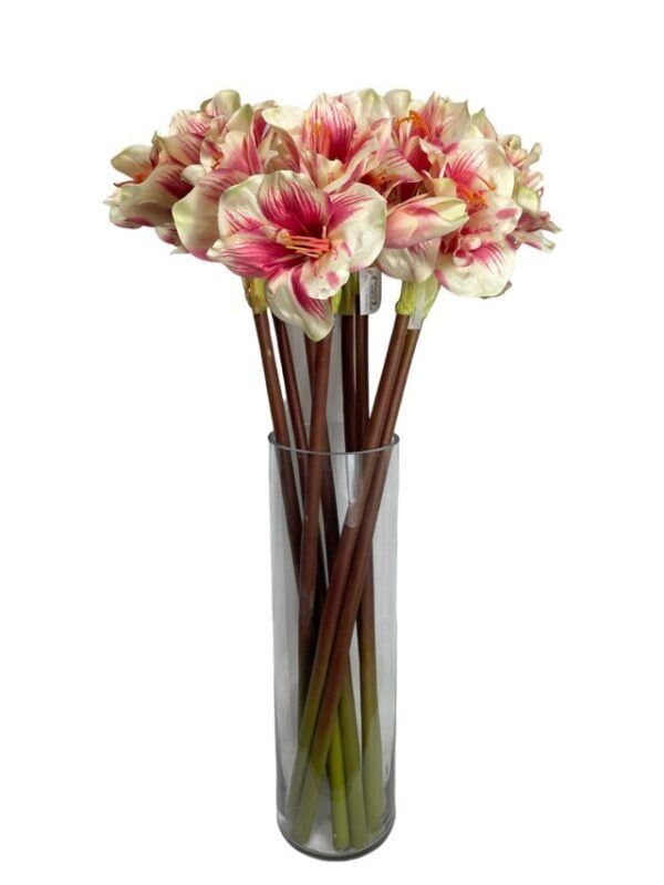 Amaryllis Rosa/Blanca 68cm