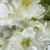Delphinium Blanco 94cm