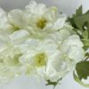 Delphinium Blanco 94cm