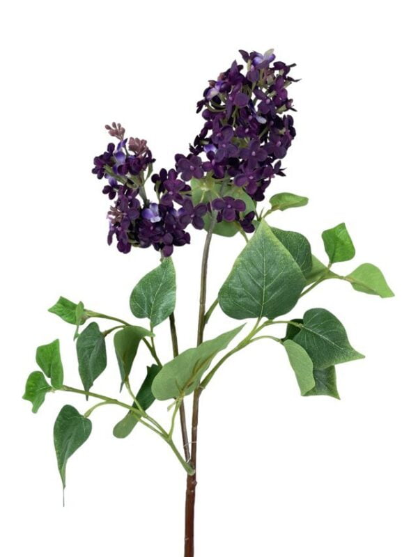 Lila Morada Oscura 85cm