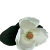 Magnolia Blanca 74cm