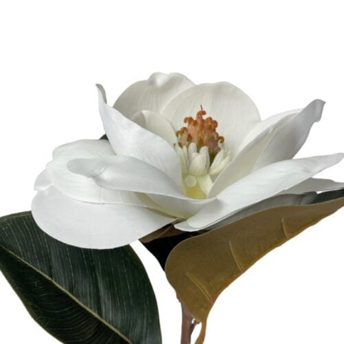 Magnolia Blanca 74cm