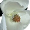 Magnolia Blanca 74cm