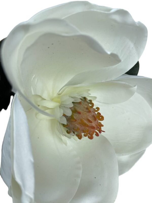 Magnolia Blanca 74cm