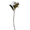 Magnolia Blanca 74cm