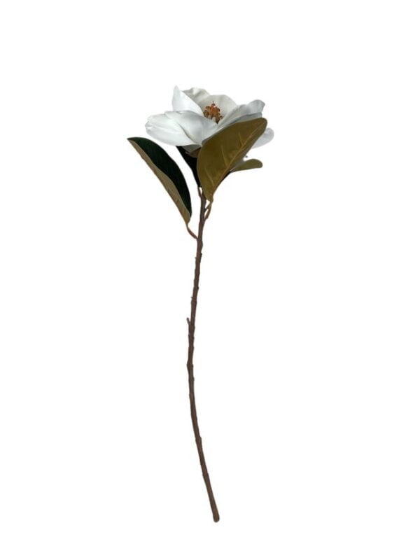 Magnolia Blanca 74cm