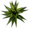 Agave Con Hoja Cerrada 75cm