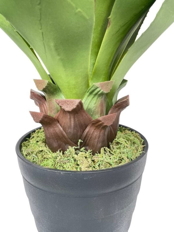 Agave Con Hoja Cerrada 75cm