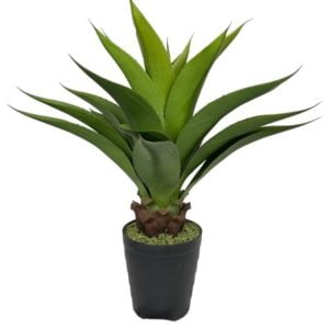 Agave Con Hoja Cerrada 75cm