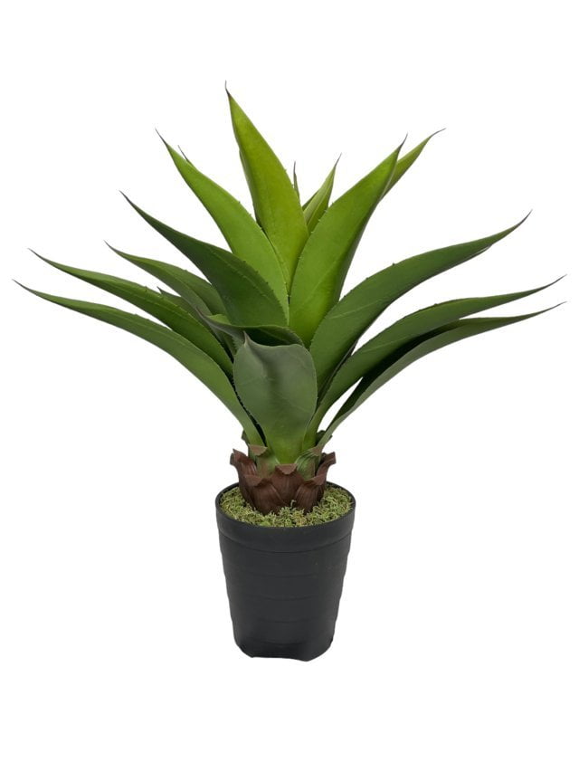 Agave Con Hoja Cerrada 75cm