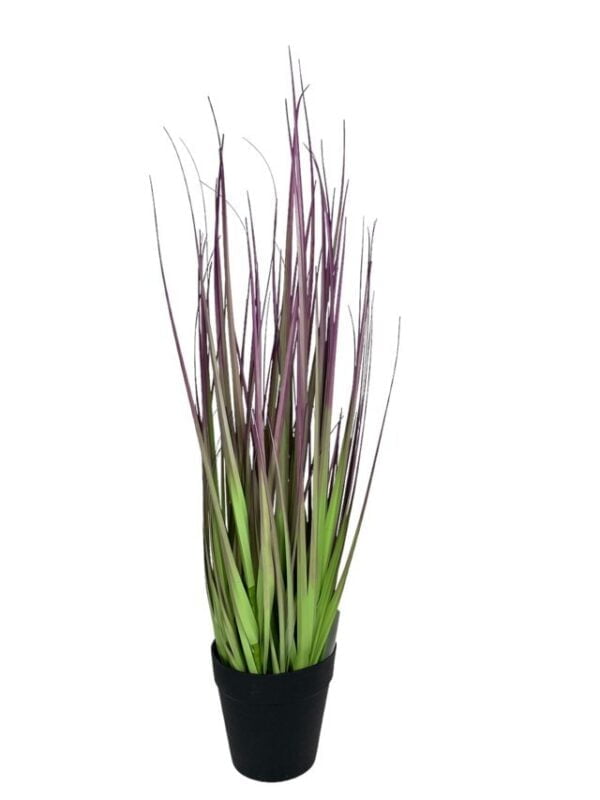 pasto cebolla morada 53cm