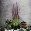 pasto cebolla morada 53cm