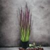 pasto cebolla morada 53cm