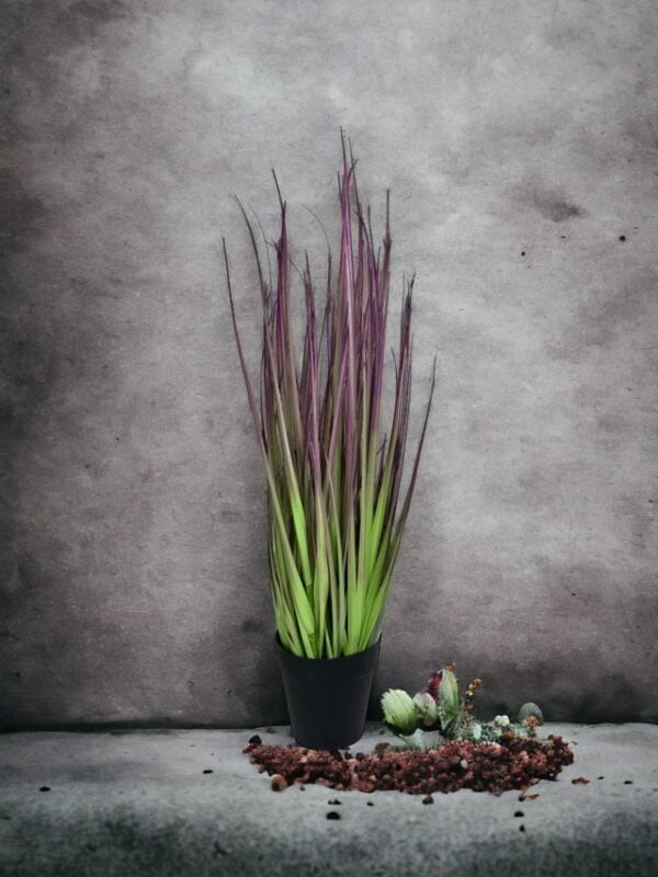 pasto cebolla morada 53cm