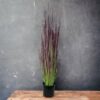 pasto-cebolla-morada-91cm
