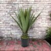 Agave Verde Aserrado de 98cm