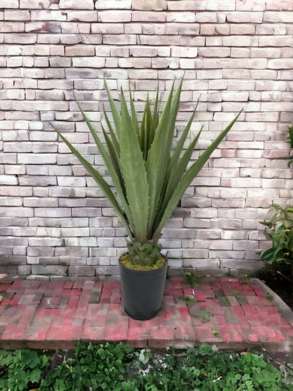 Agave Verde Aserrado de 98cm