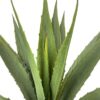 Agave Verde Aserrado de 98cm