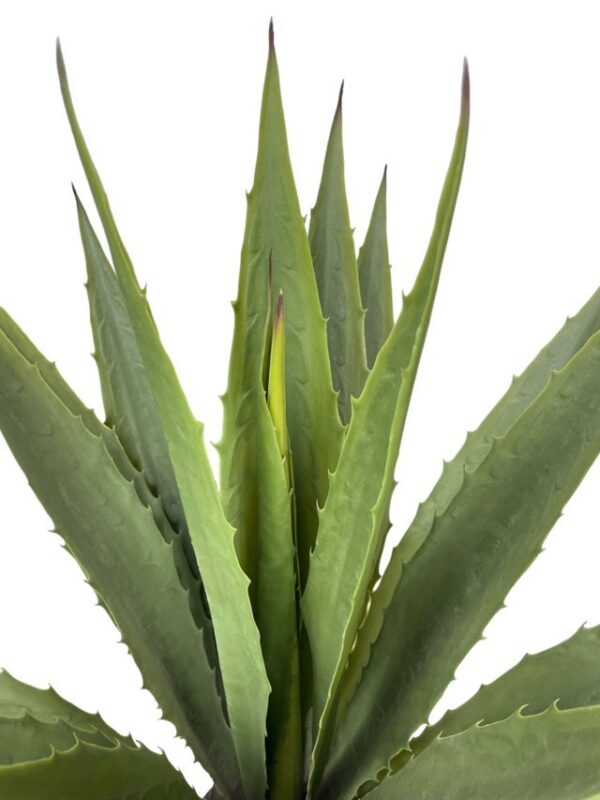 Agave Verde Aserrado de 98cm